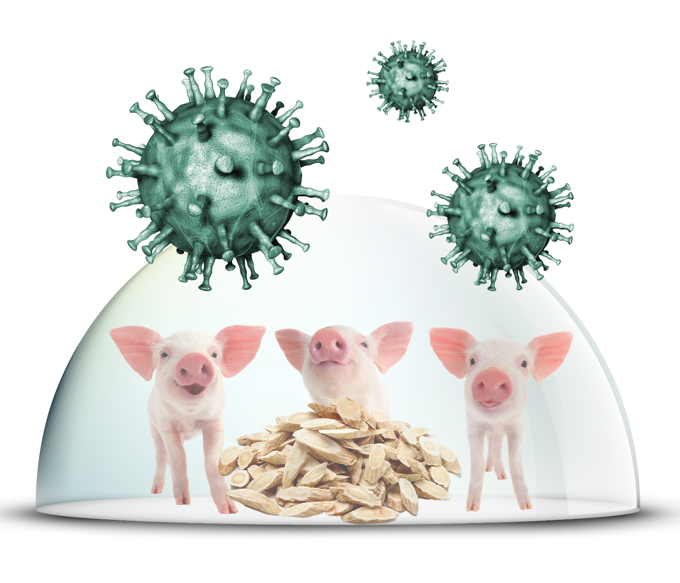 Calicosina bloquea fases clave del PRRSV y activa la vía...