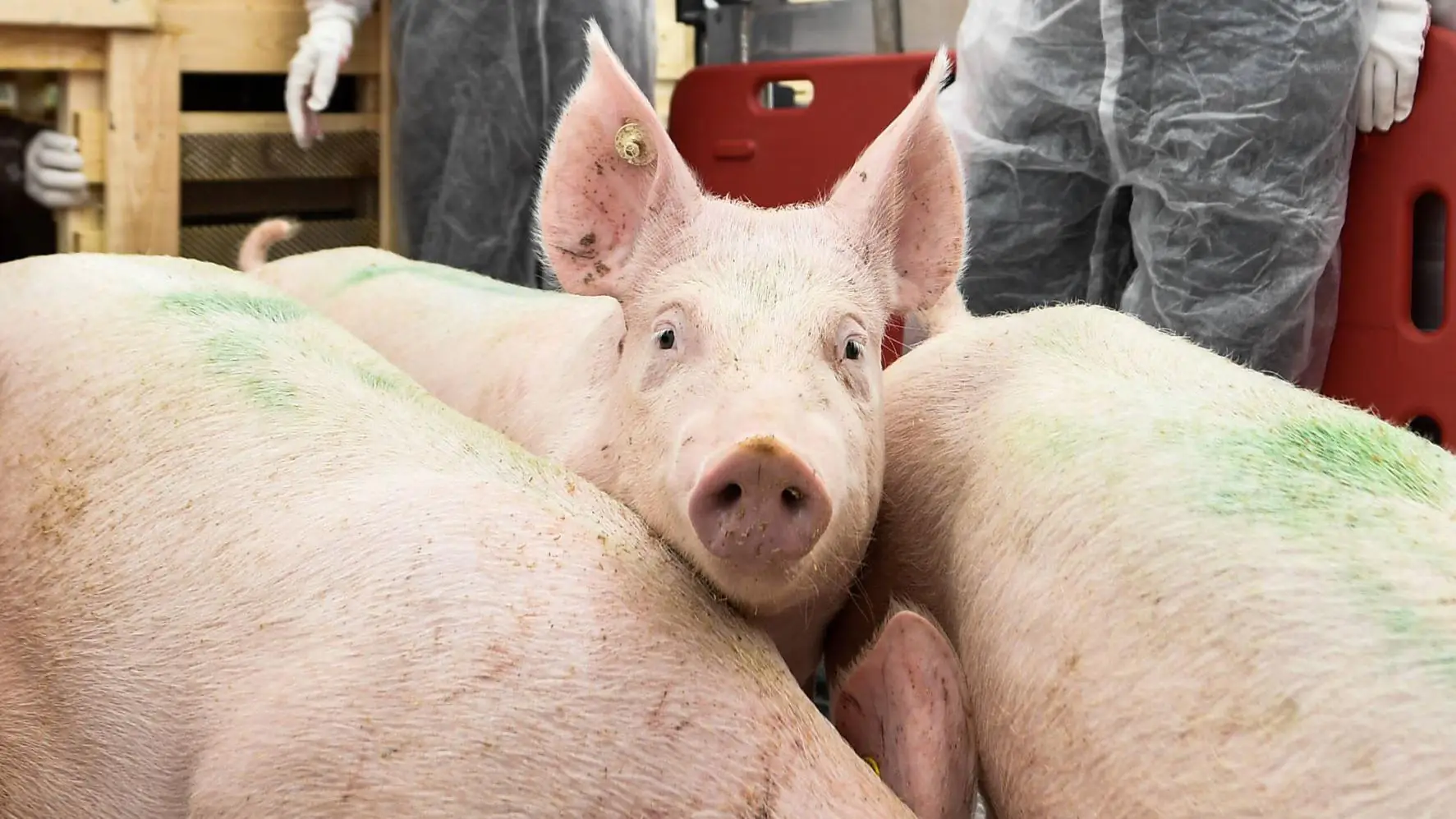 China and Denmark deepen pig farming partnership