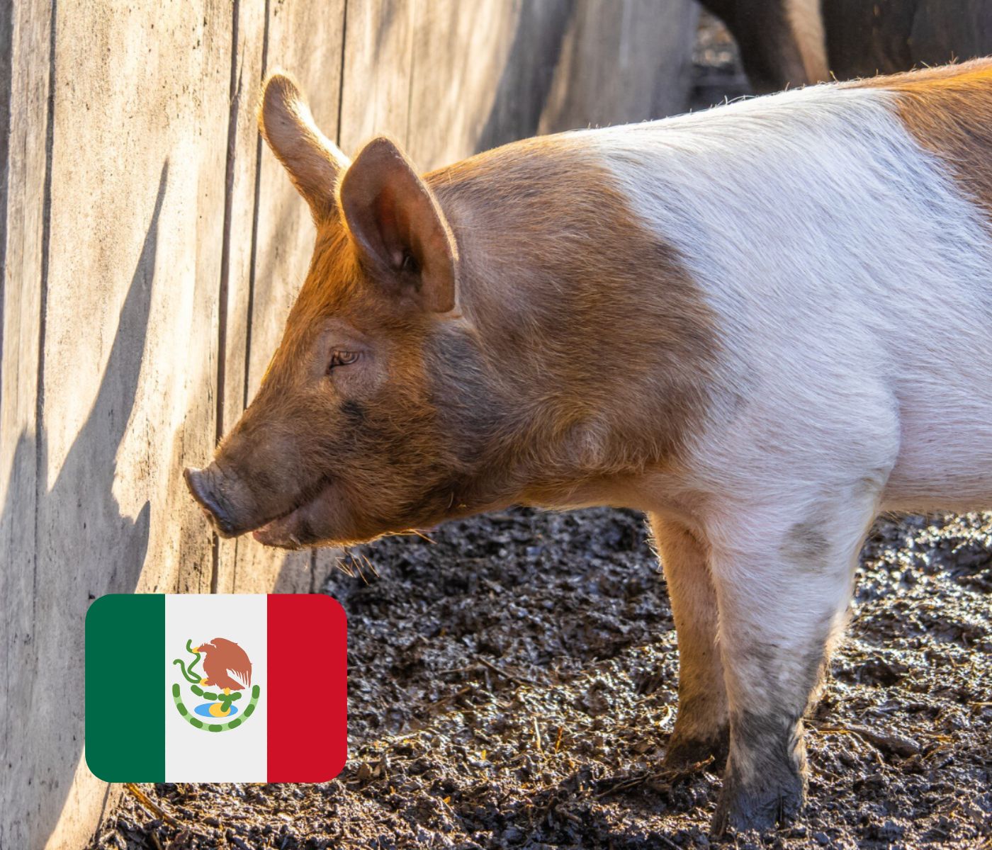 ¿Cuánta carne de cerdo come una persona al año en México?