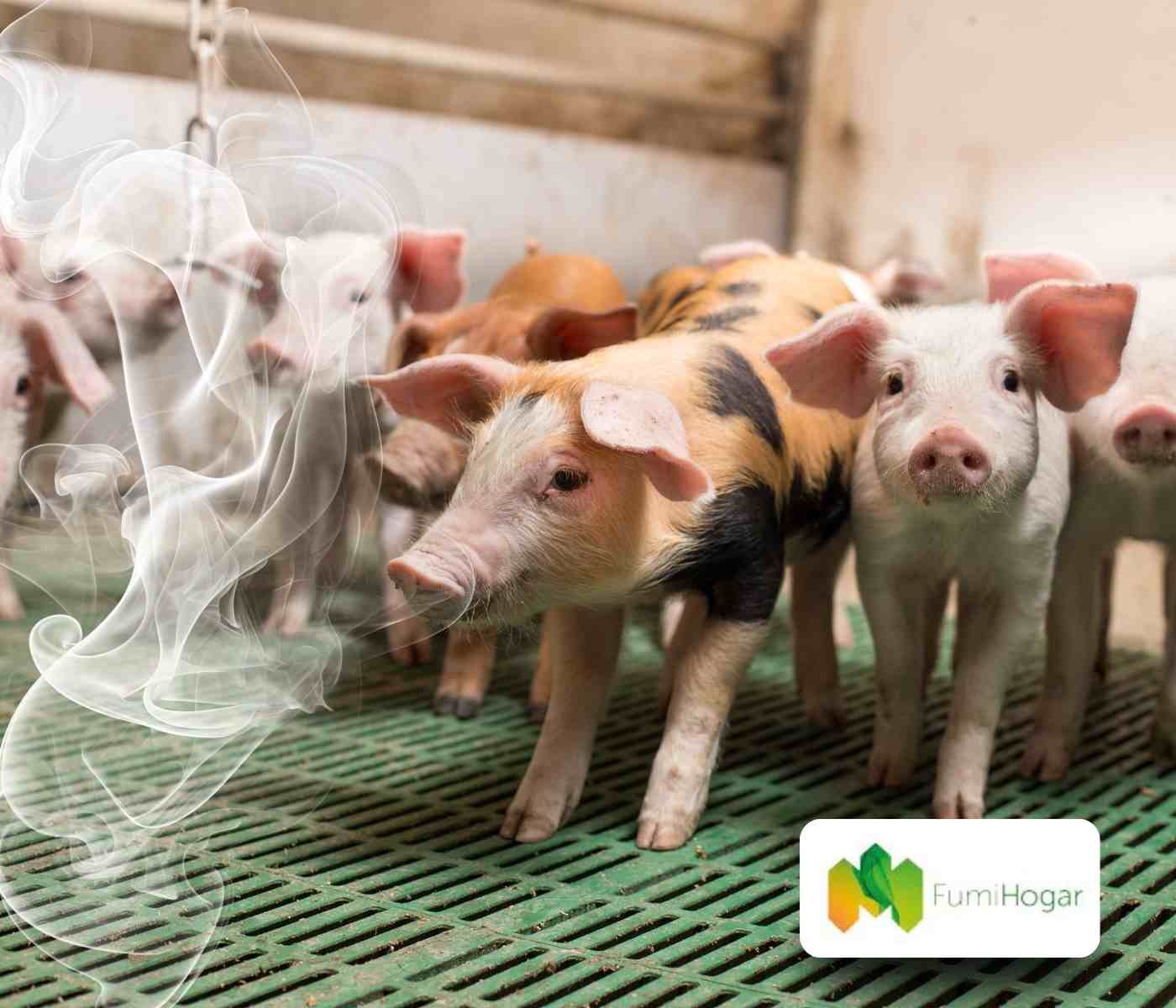 FUMICROB: un aliado en la desinfección porcina