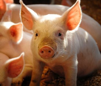 La industria porcina mundial reducirá su rebaño de cerdas y centrará su estrategia en productividad y salud animal, según Rabobank.