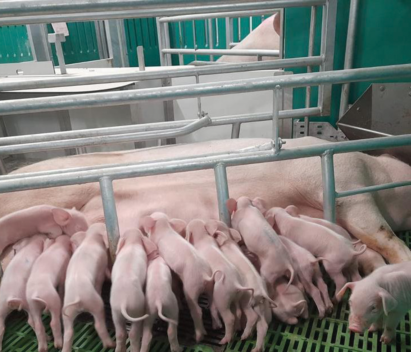 Cómo impacta la mejora genética en las líneas maternas PIC en la producción porcina europea