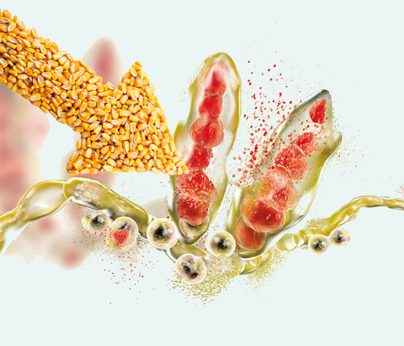 Micotoxinas: enemigas ocultas de la reproducción porcina