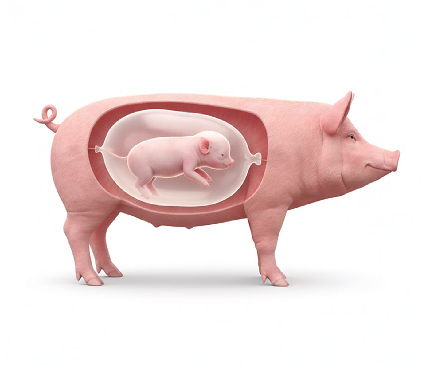 Impacto de la placentación en el peso fetal