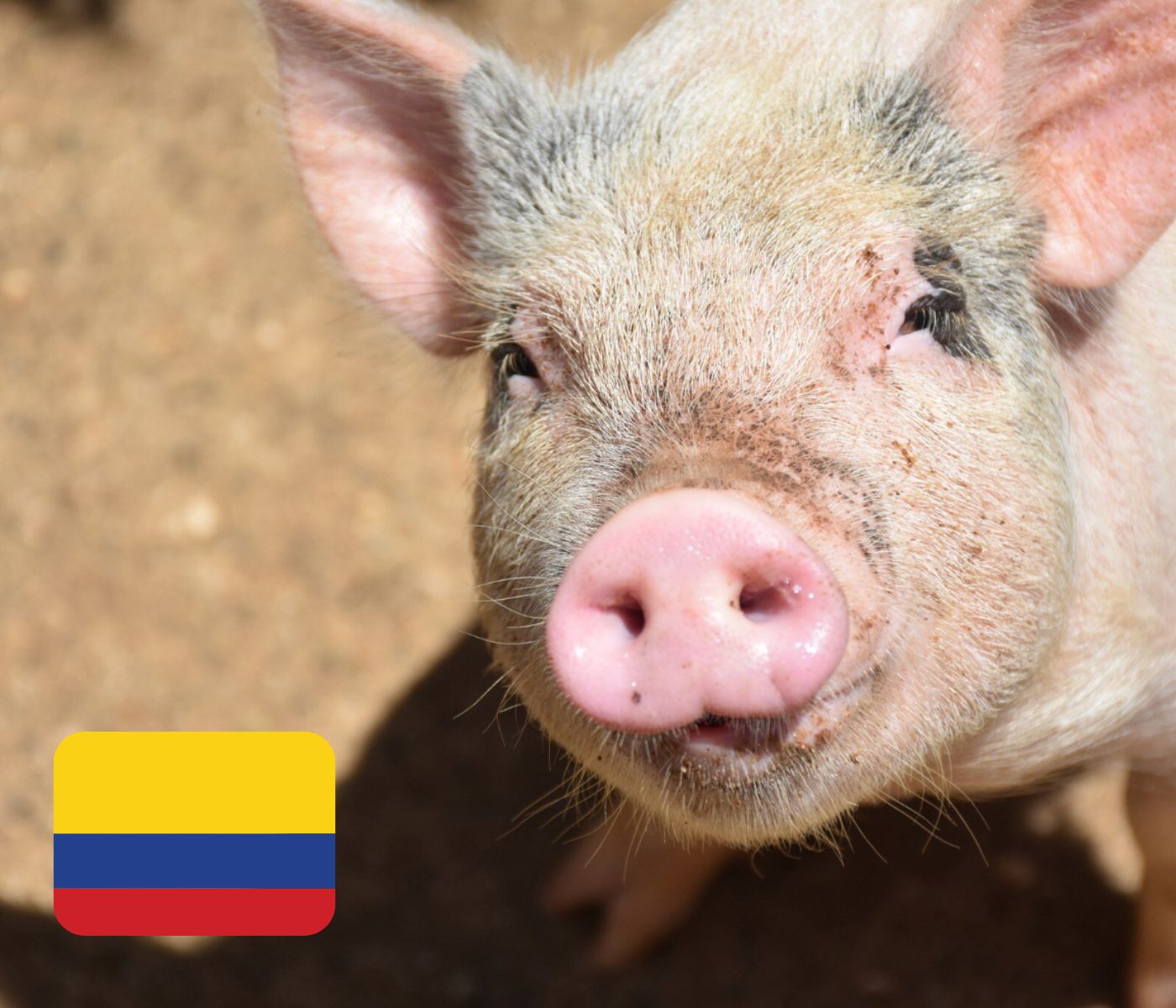 Colombia: sostenibilidad y bienestar en la producción porcina hacia 2026