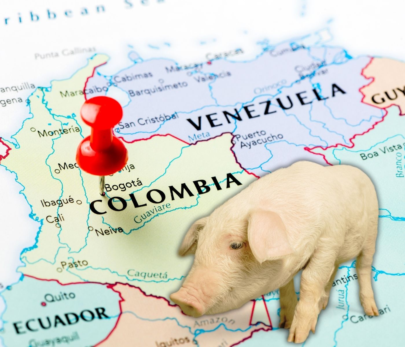 La ganadería impulsa el crecimiento del sector agropecuario colombiano en el segundo trimestre de 2025