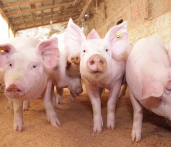 El sector porcino de Paraguay registró un crecimiento de 68,7% en exportaciones en 2025. La APPC impulsa un plan de 100 granjas modelo.