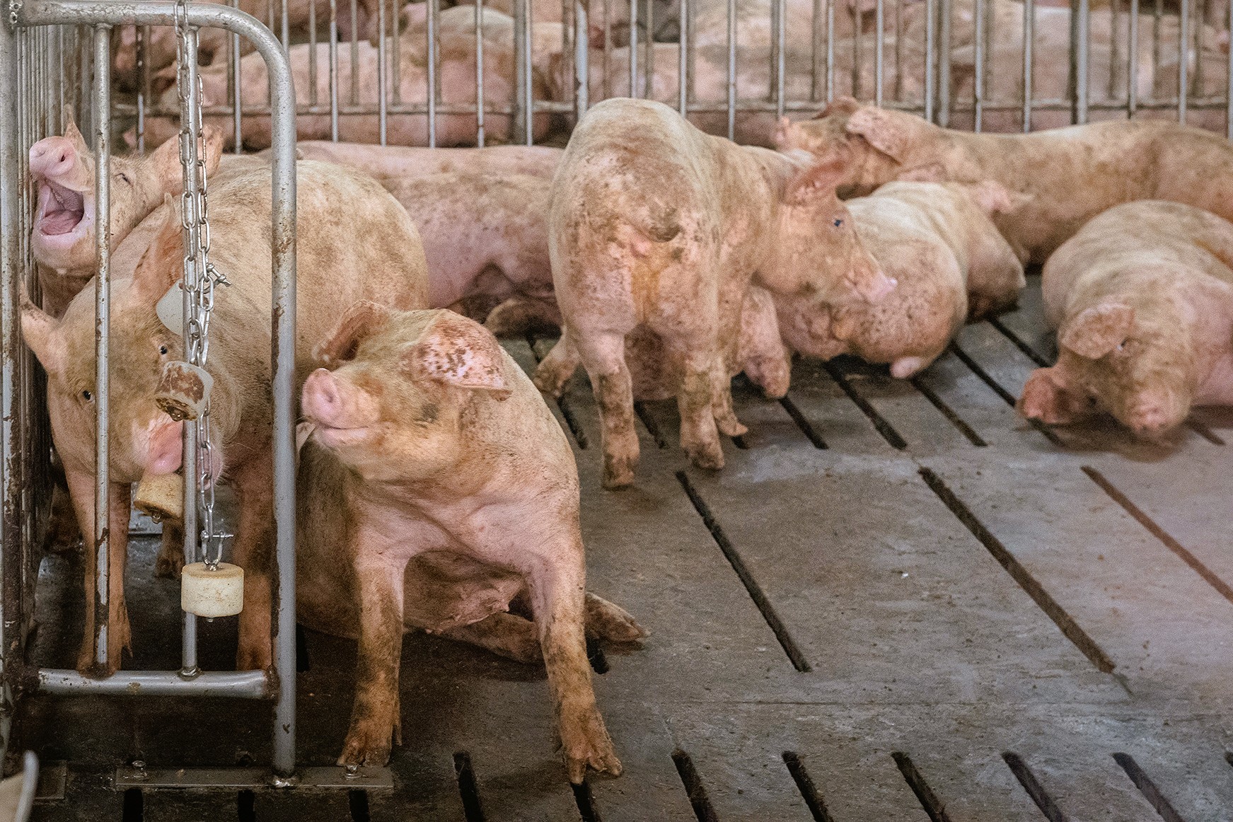 Taiwan confirms first ASF outbreak, tightens control