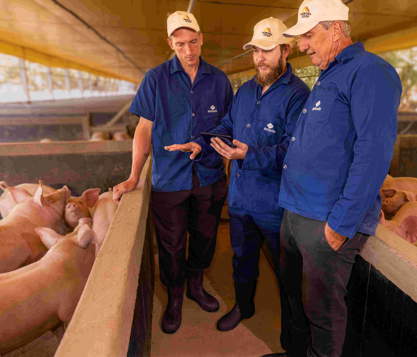 1º Relatório de Sustentabilidade da Aurora Coop reforça compromisso com o bem-estar animal