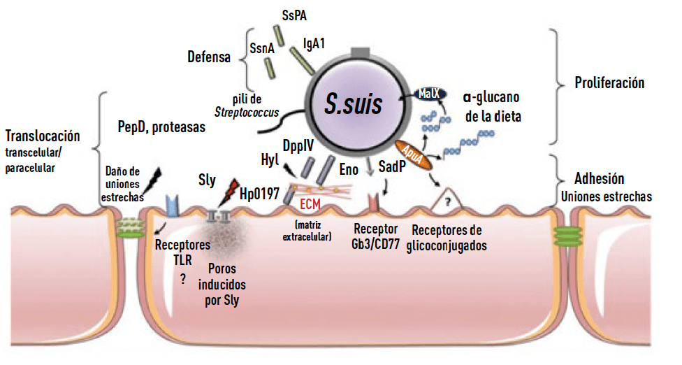 figura1