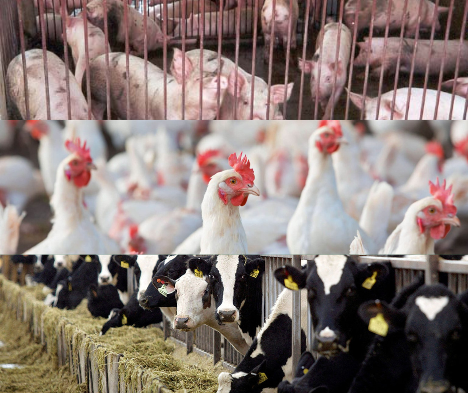 New livestock law to reshape Philippine animal protein industry