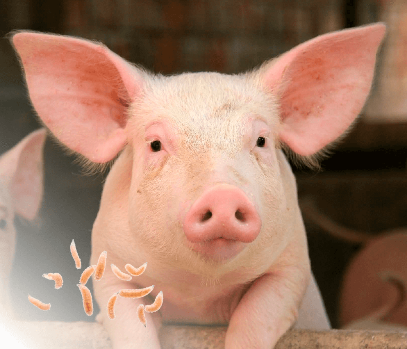 Control estratégico de larvas en explotaciones porcinas – Eficacia del metopreno en la nueva gama Larvigen