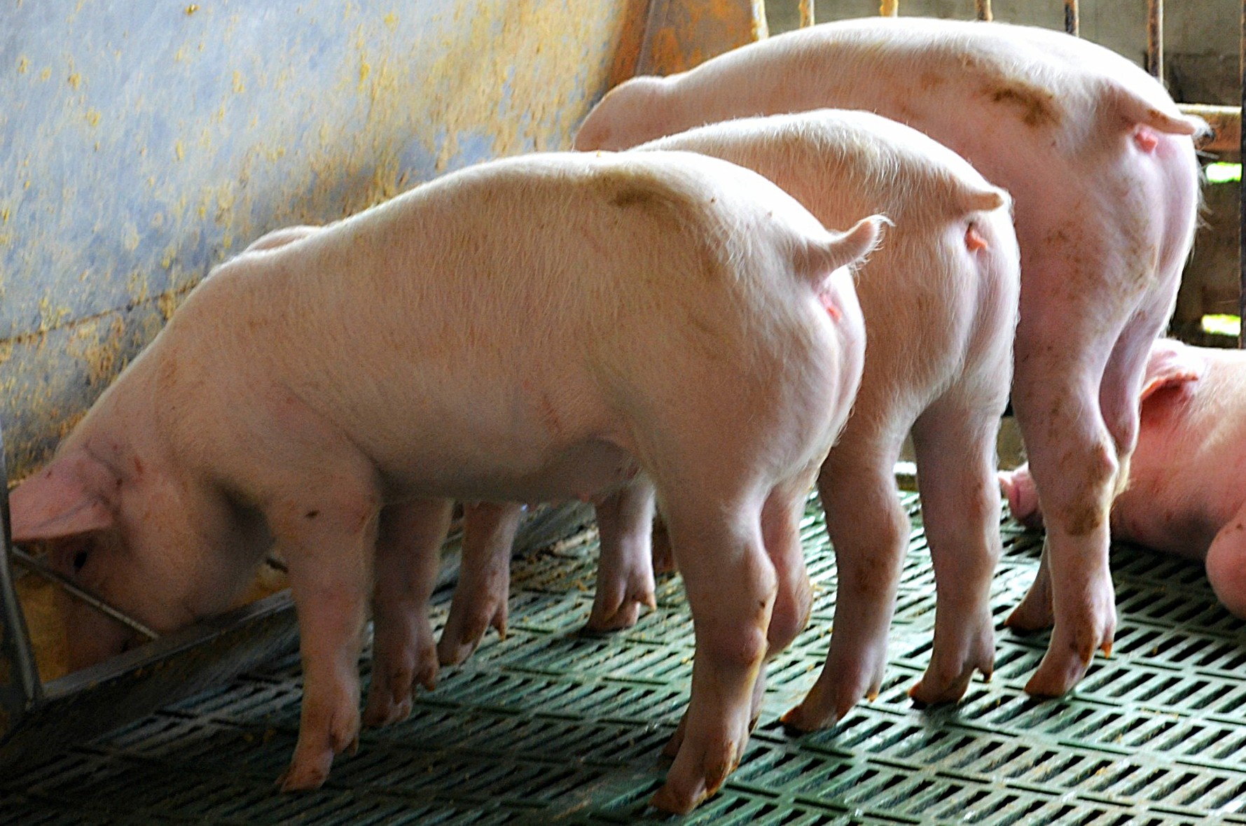 Pork demand to push pig feed market toward USD 29.4B by 2032