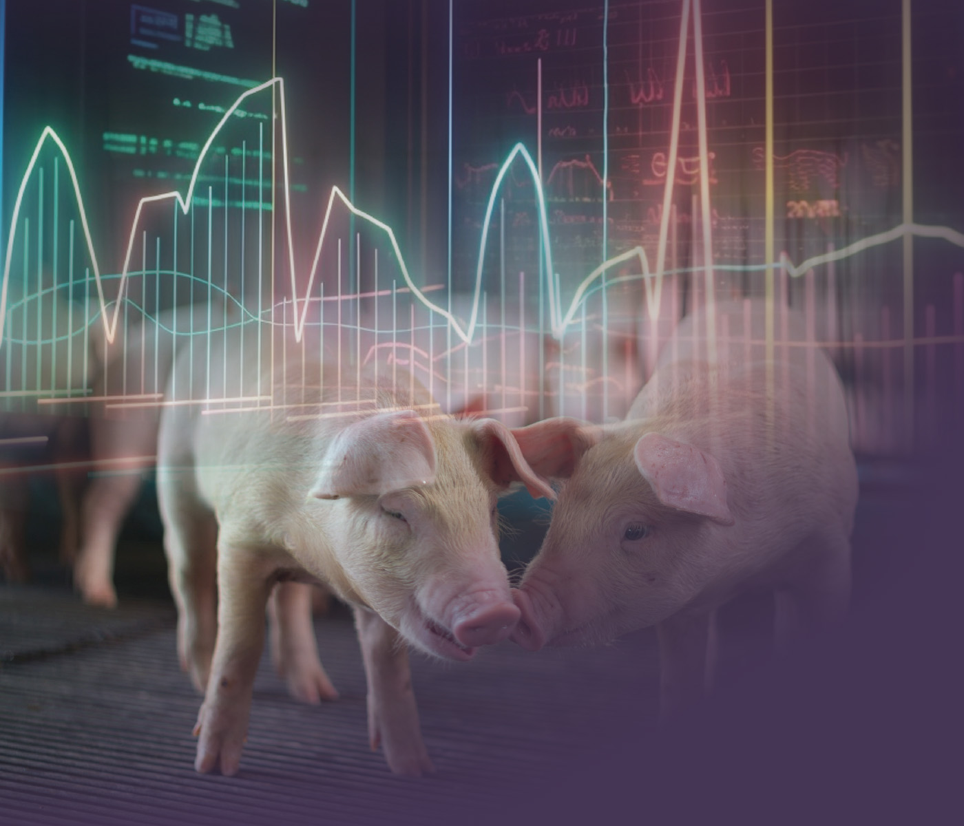 Balanço preliminar da suinocultura brasileira em 2025