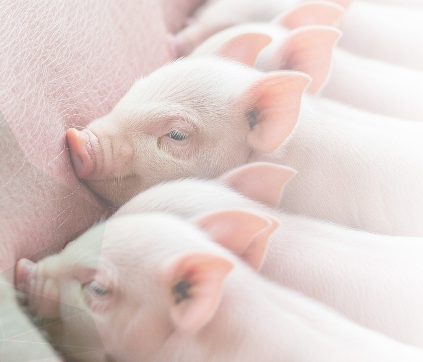 Piglet Protector: Solução inovadora para vitalidade e desempenho de leitões recém-nascidos
