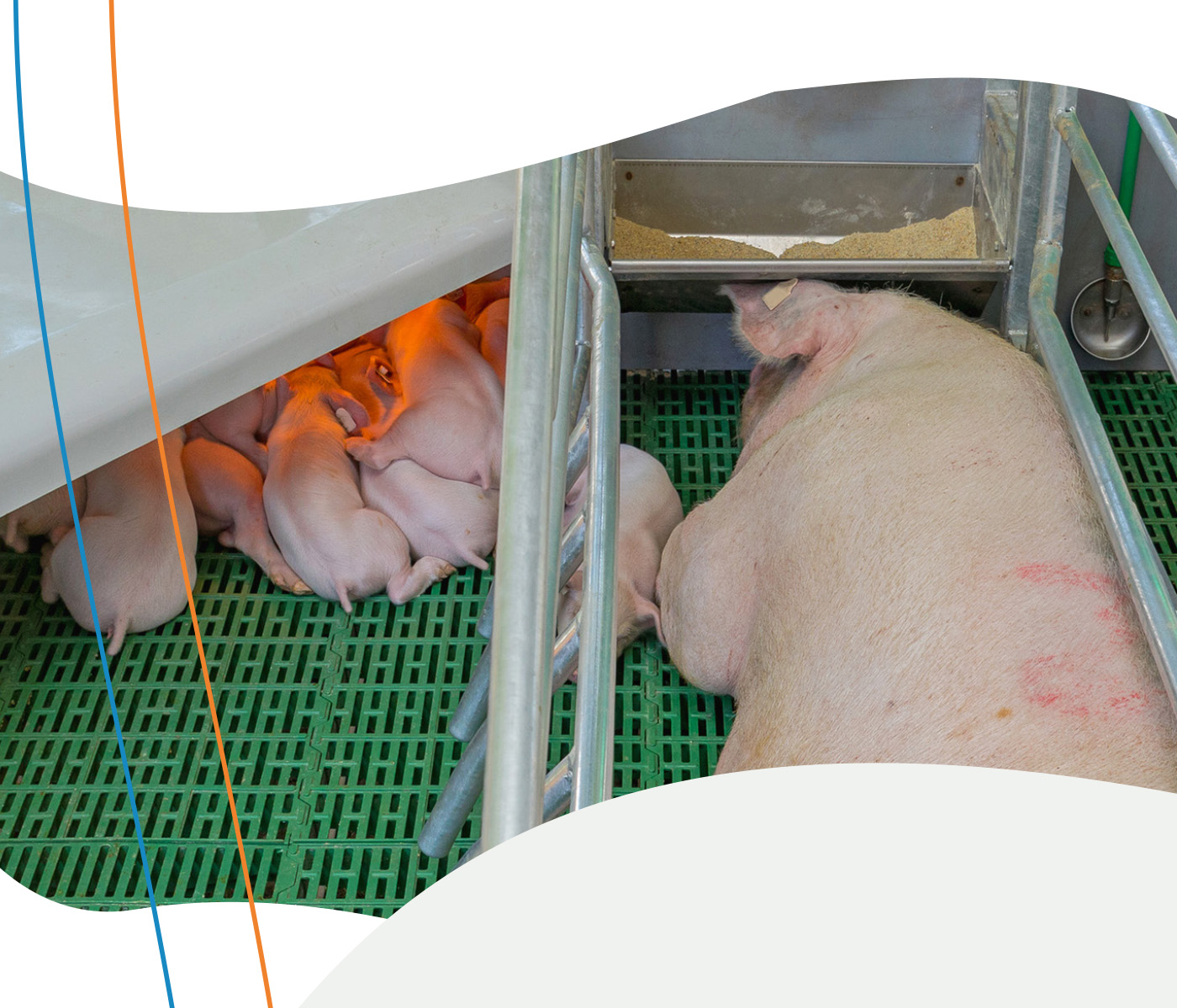 Gestão do microclima na maternidade suína: equilíbrio térmico entre porcas e leitões