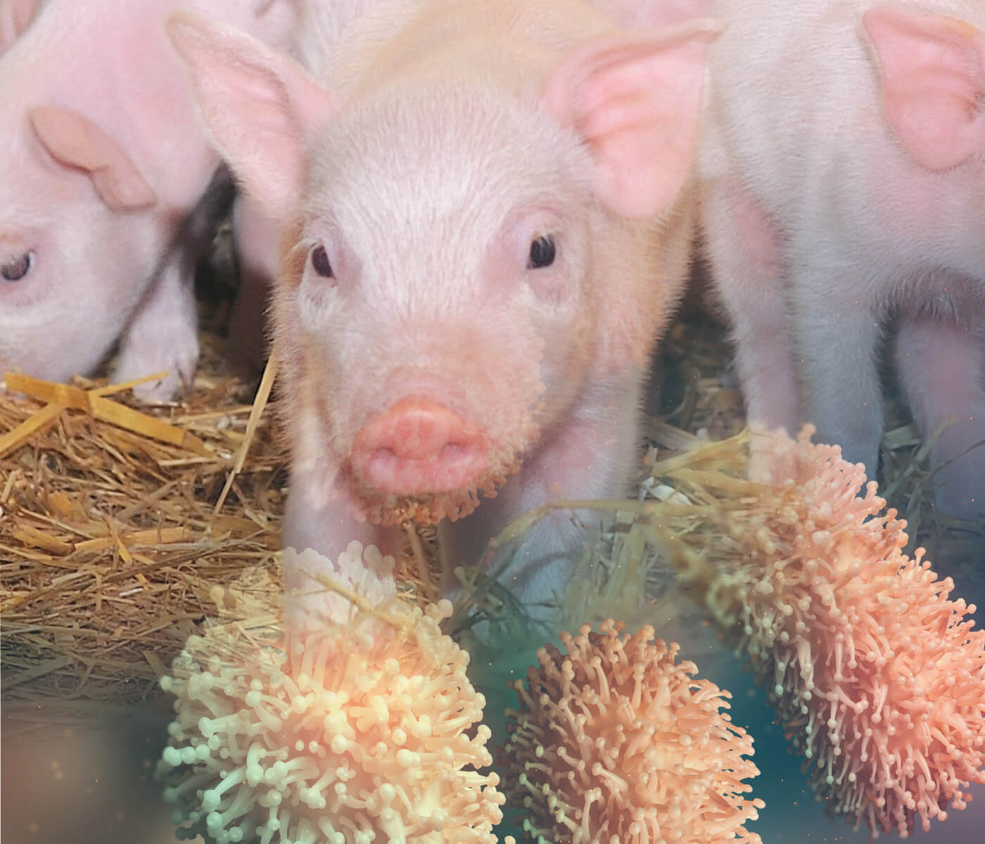 Impactos de diarreia neonatal na produção de suínos