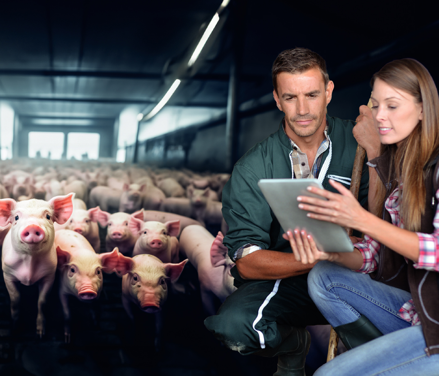 P.I.G Program – Optimización técnica de la vacunación porcina