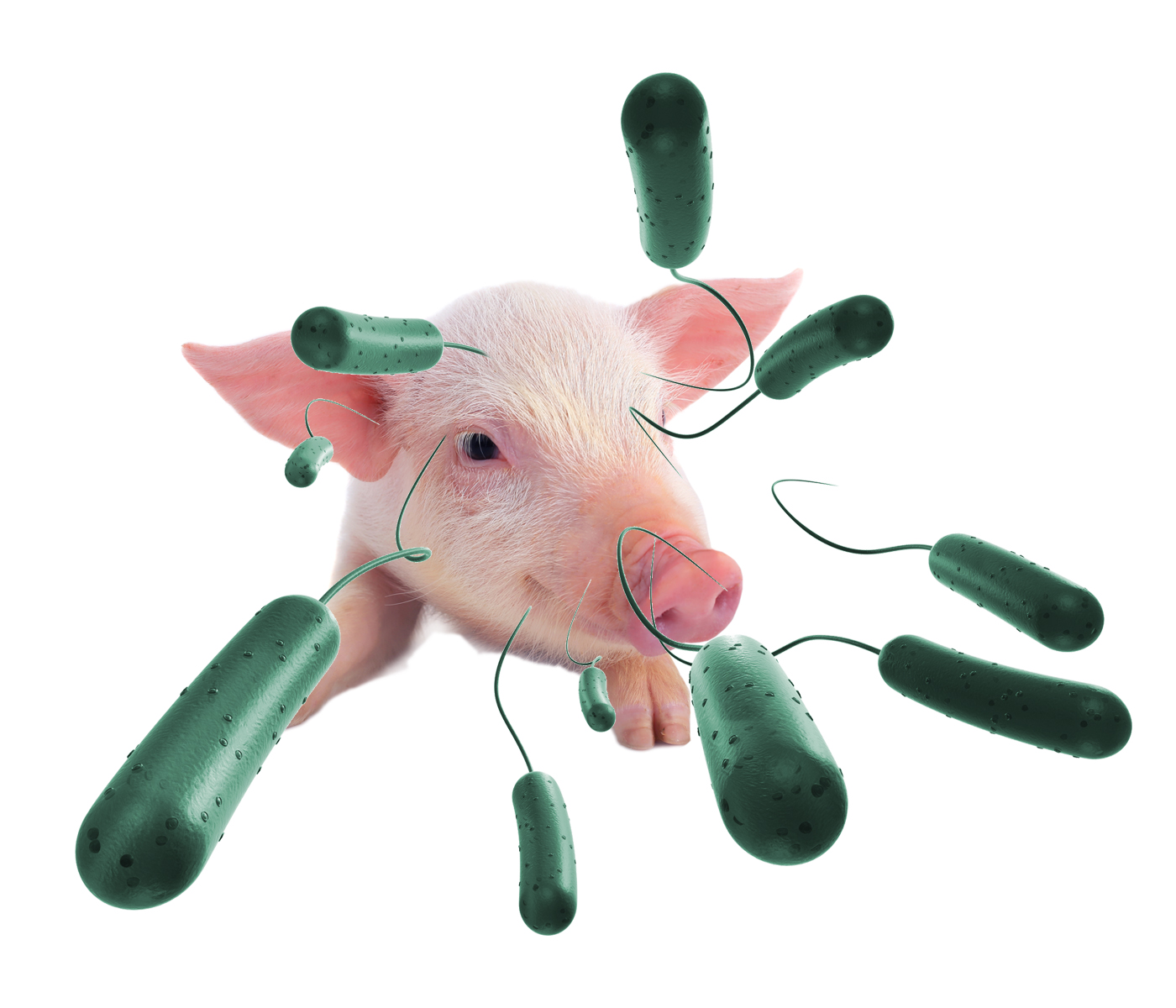 Control efectivo de la ileítis: actualizaciones prácticas para el manejo...