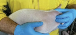 Figura 5. Inmovilización correcta del lechón durante la vacunación, sujetando la pata delantera derecha contra el cuerpo y sosteniendo la mandíbula para exponer adecuadamente la zona de inyección en las tablas del cuello.