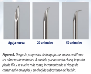 Figura 6. Desgaste progresivo de la aguja tras su uso en diferentes números de animales. A medida que aumenta el uso, la punta pierde filo y se vuelve más roma, incrementando el riesgo de causar daño en la piel y en el tejido subcutáneo del lechón.
