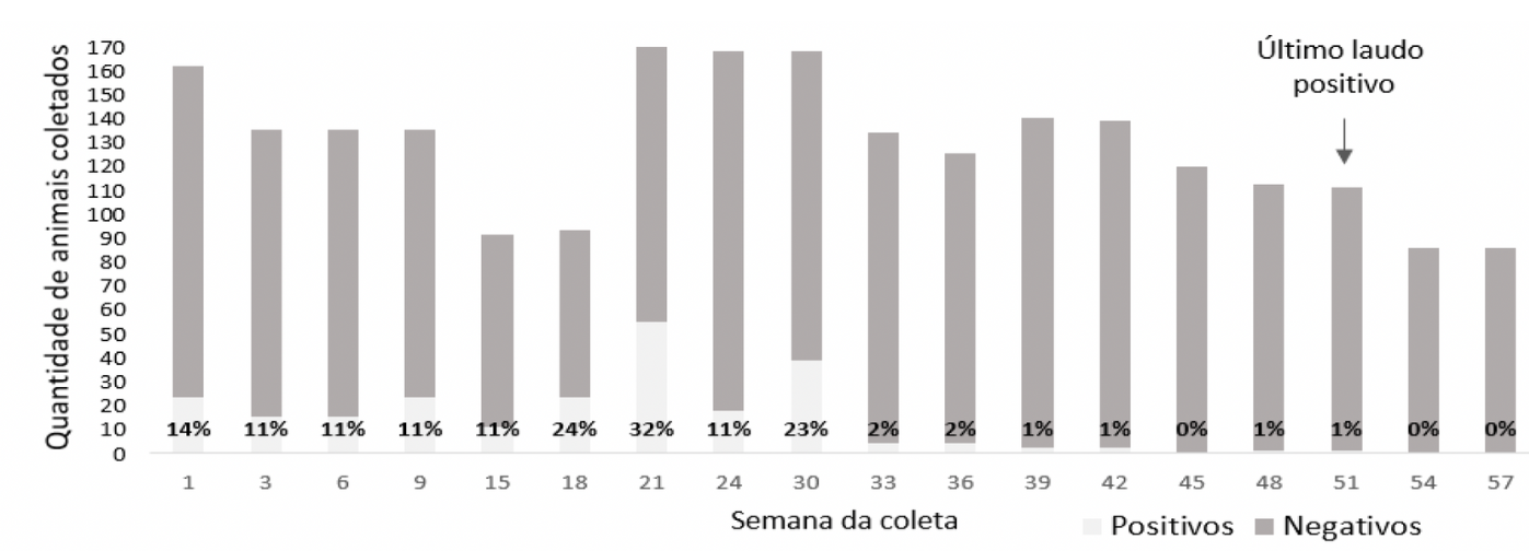 Gráfico 1 – Prevalência de Mycoplasma hyopneumoniae no rebanho.