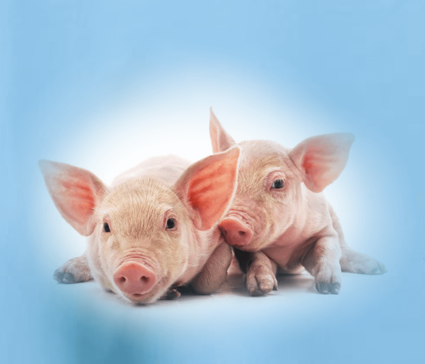 Claves para un manejo óptimo del proceso de vacunación en lechones