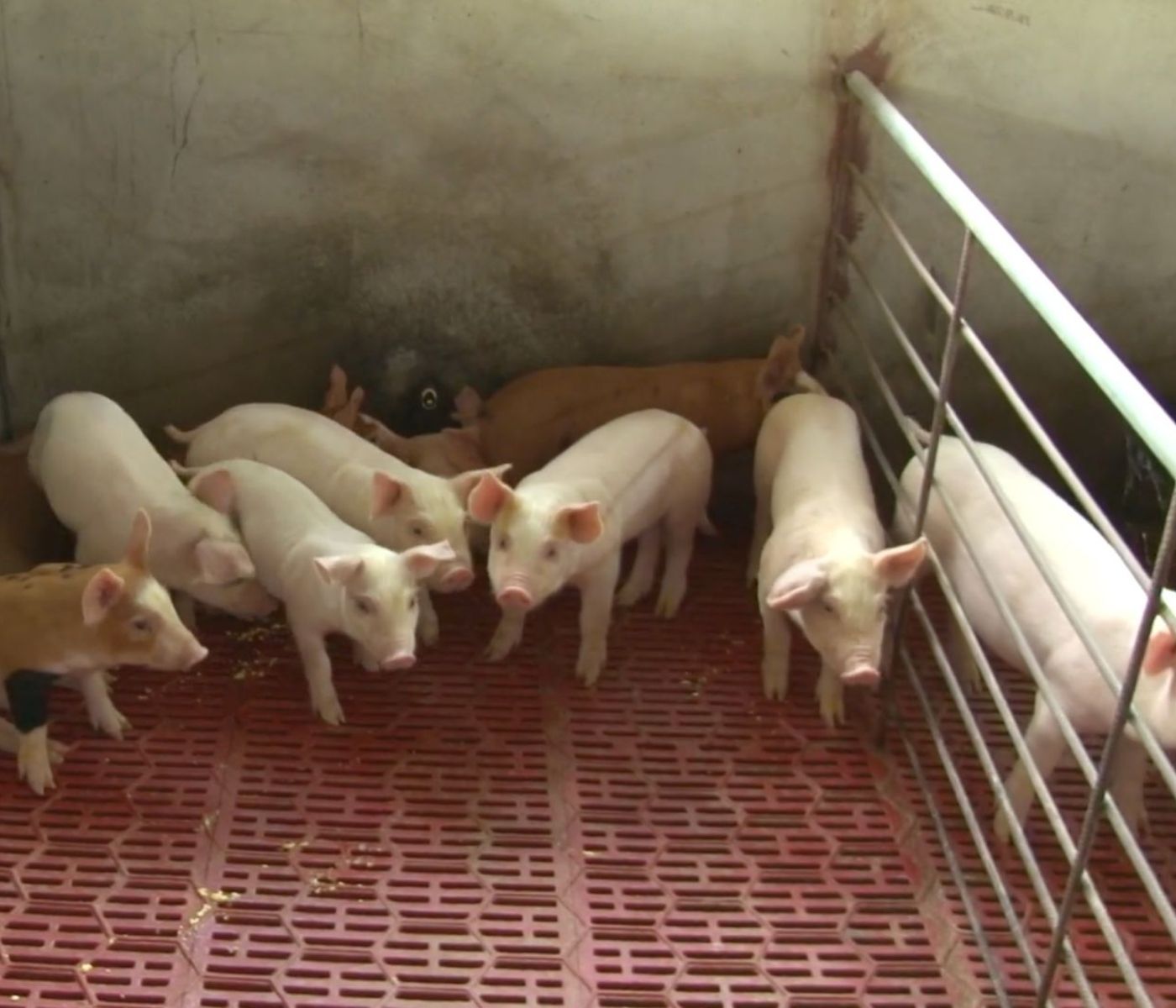 Panamá crea comisión nacional para fortalecer el desarrollo sostenible de la industria porcina