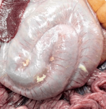 Peritoneo de cerdo