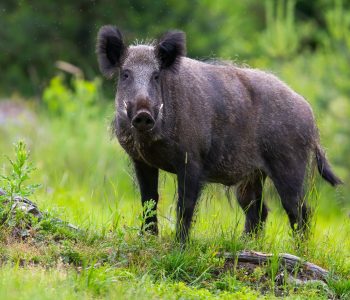 España confirma su primer caso de Peste Porcina Africana tras detectar un foco en jabalíes de Cataluña