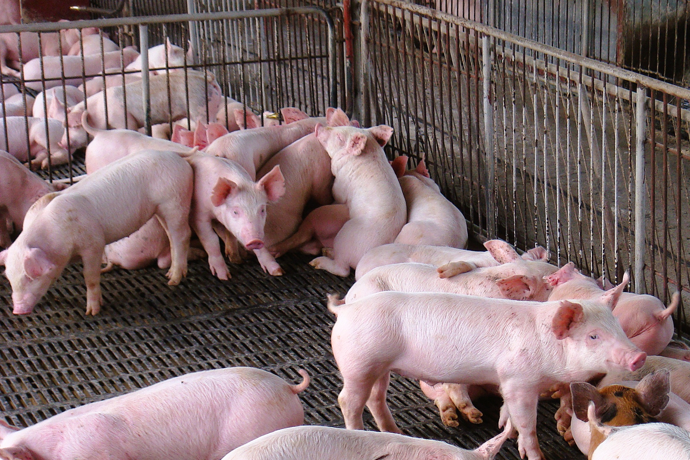Gene-edited pigs show resistance to classical swine fever