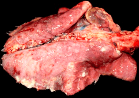 Pleura de cerdo