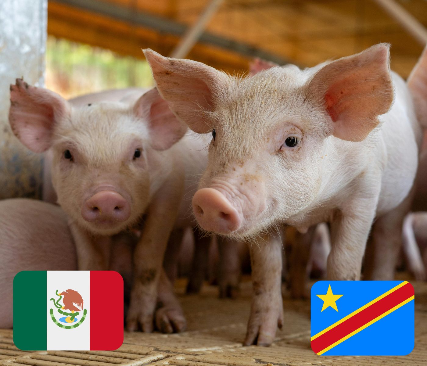 Bachoco exportará carne de cerdo a República del Congo