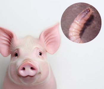 gusano barrenador porcino mexico