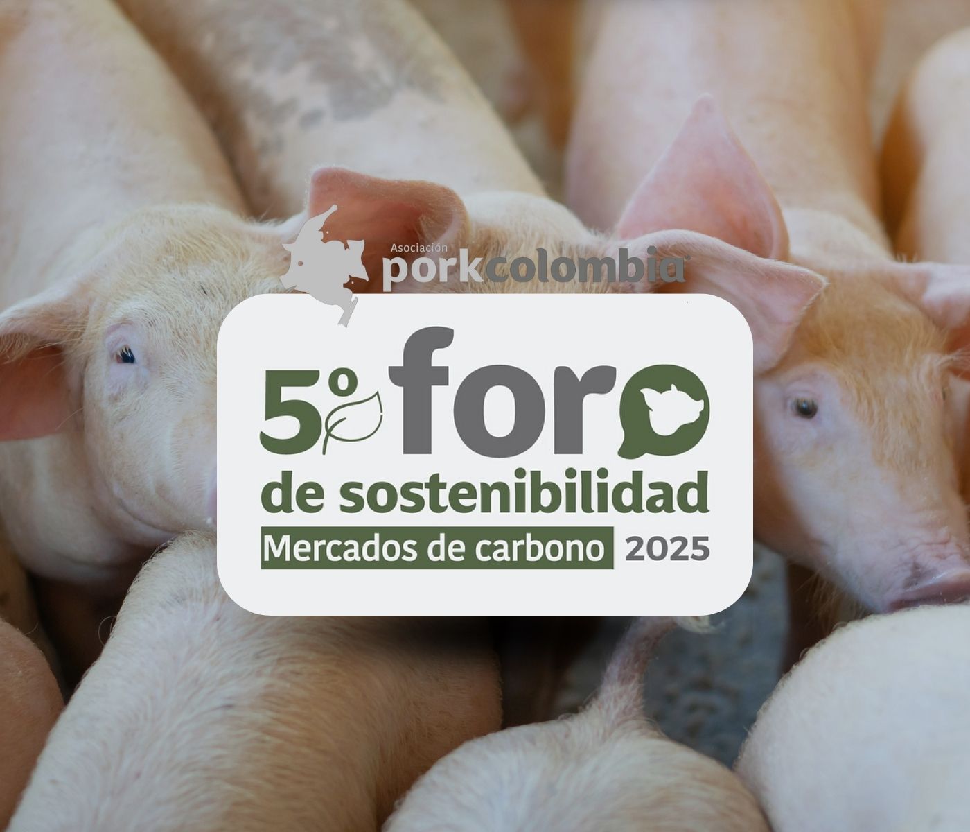 Colombia: El sector porcícola busca consolidar su participación en los mercados de carbono