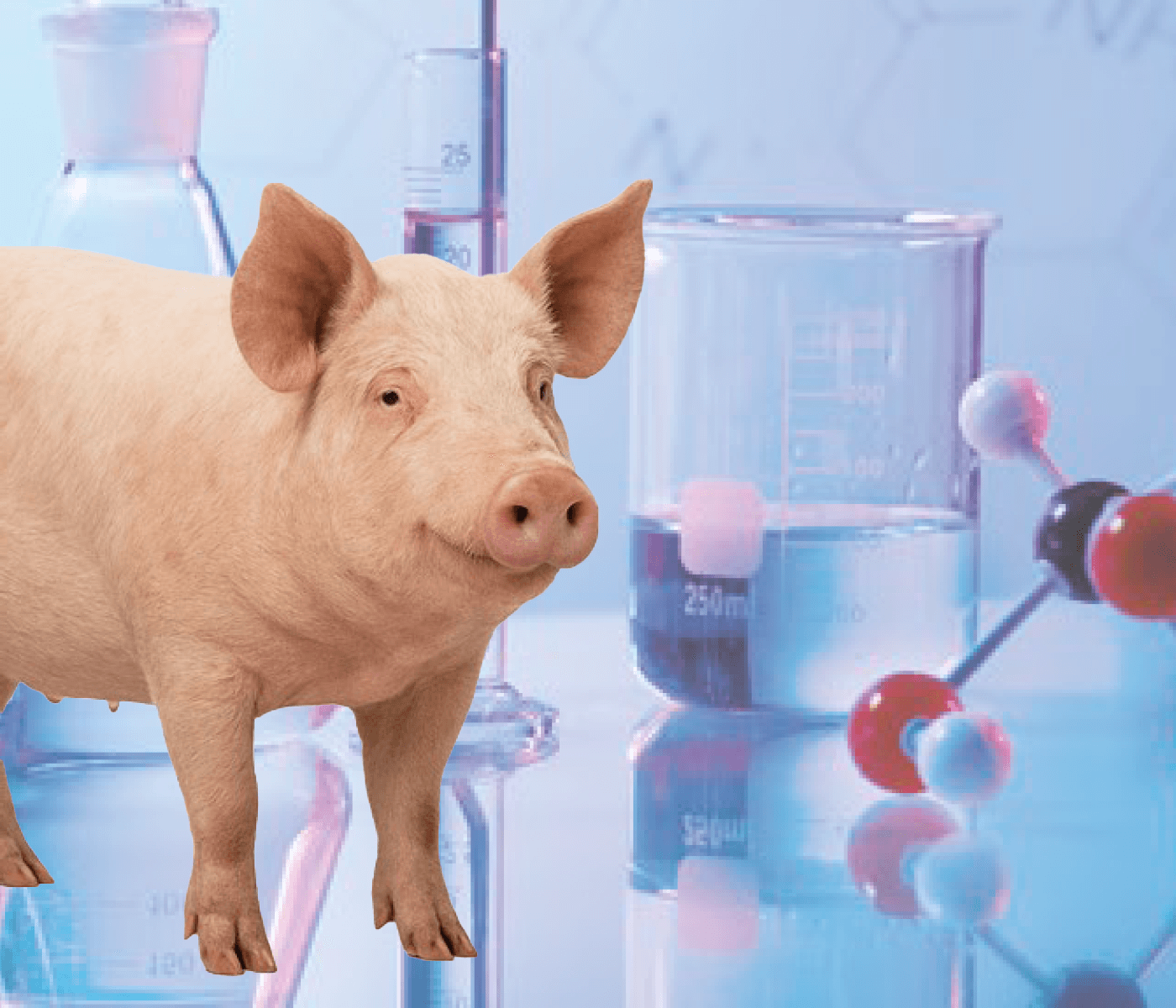 Síndrome de dermatitis ulcerativa en cerdas: ¿te suena?