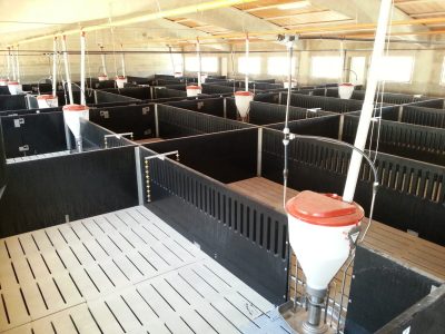 Desde Tigsa consideran que los sistemas de alimentación porcinos desempeñan un papel crítico en el éxito de una granja porcina.