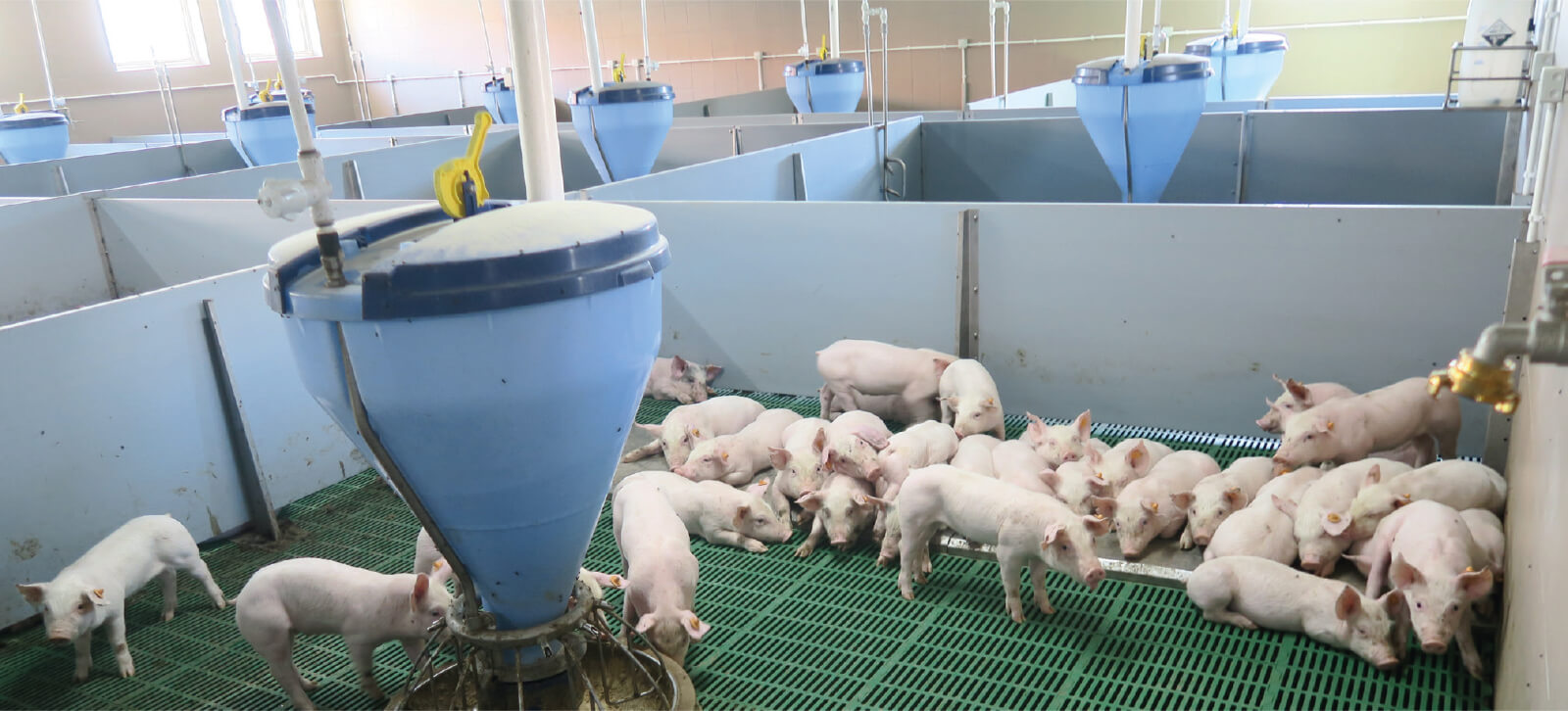 Tolvas BluHox: Adaptación y evolución en función del estado y fase del animal