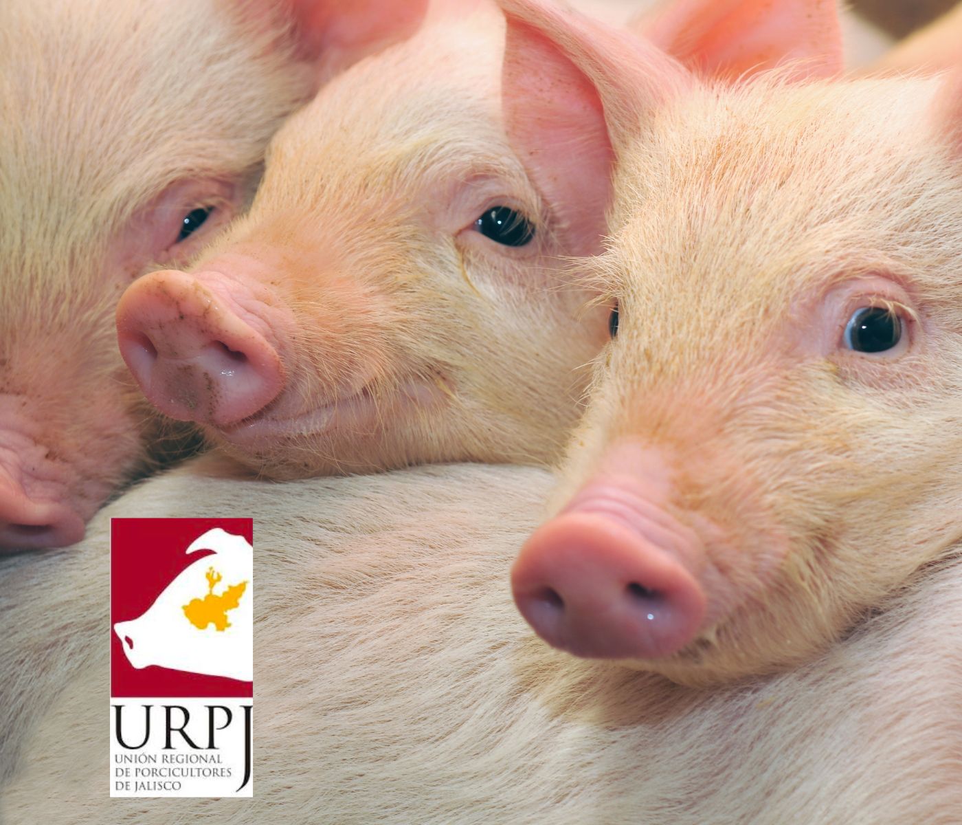La URPJ celebró 65 años de historia: llama a fortalecer la integración del sector porcino
