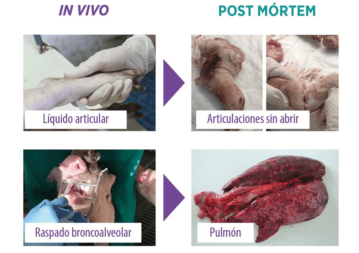 imagen1 