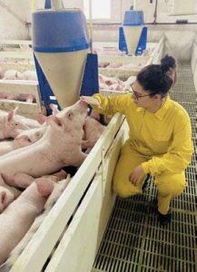 Cuidado Porcino