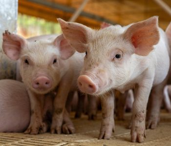 Los veterinarios reconocen el potencial de la tecnología en granjas porcinas, pero alertan de barreras importantes para su uso real.
