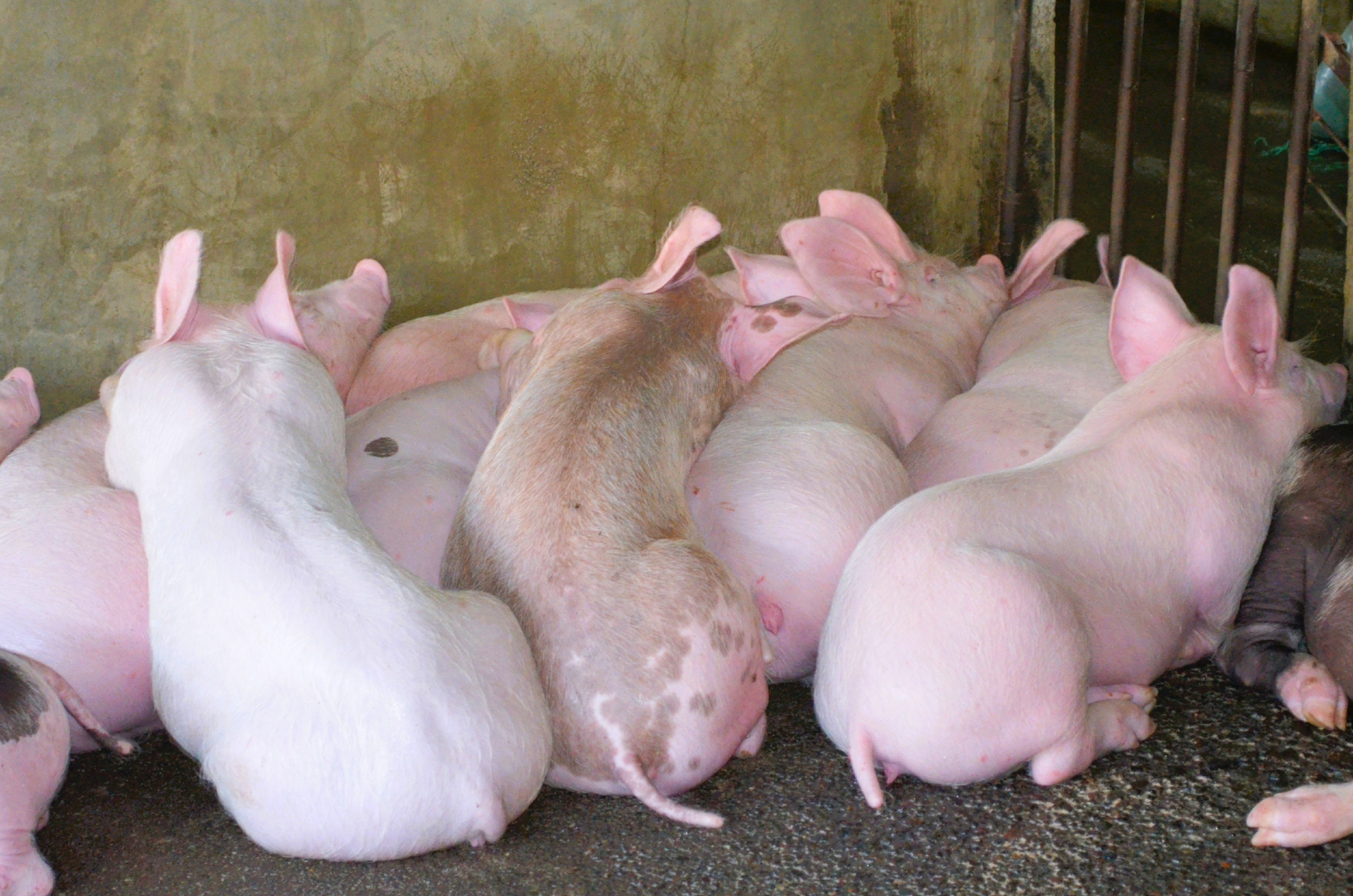 ASF cases in Philippines drop sharply, government assures control