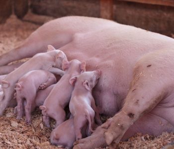Relación entre la ingesta de calostro y la temperatura del lechón en lactación dentro del sector porcino.