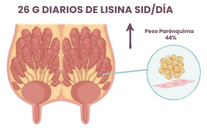 Figura 2. Aumento de peso del parénquima mamario asociado al aporte de 26 g de lisina SID/día a cerdas primerizas entre los 90 y 110 días de gestación (Creado con BioRender.com).