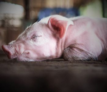 Clostridioides difficile es hoy un agente clave en la diarrea neonatal porcina. Descubre su papel, síntomas, diagnóstico y estrategias de prevención en granja.