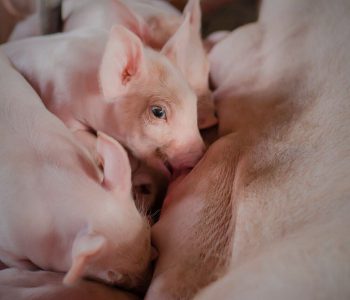 Guía técnica de manejo, nutrición y sanidad para optimizar la productividad para alzanzar lechones de calidad en granjas porcinas.