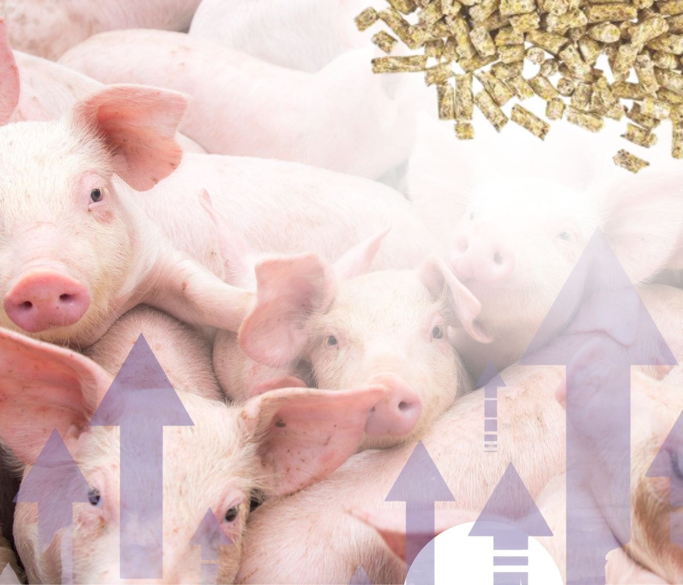 Decálogo para alcanzar la excelencia en granjas de producción porcina