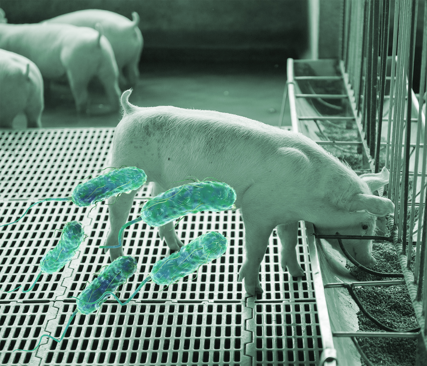 Escherichia coli F18: nueva evidencia sobre la diarrea postdestete sin...