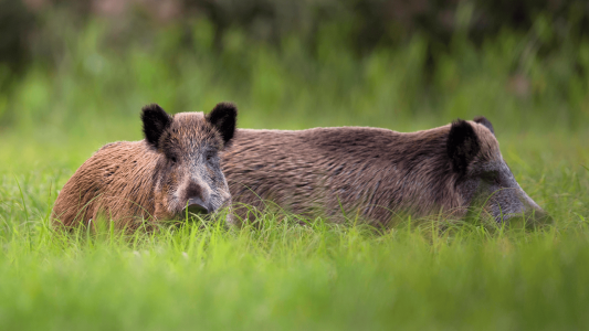 INTERPORC comparte un mensaje importante al sector porcino español con el principal objetivo de proteger la salud animal.